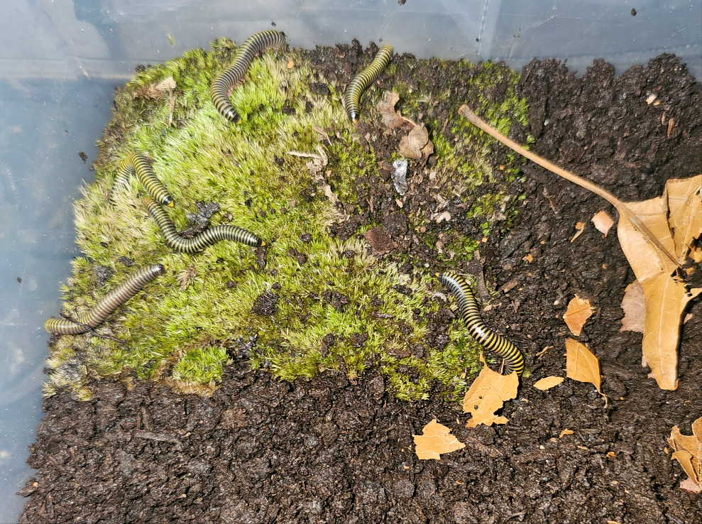Anadenobolus Monilicornis-Bumblebee Millipede 5 count