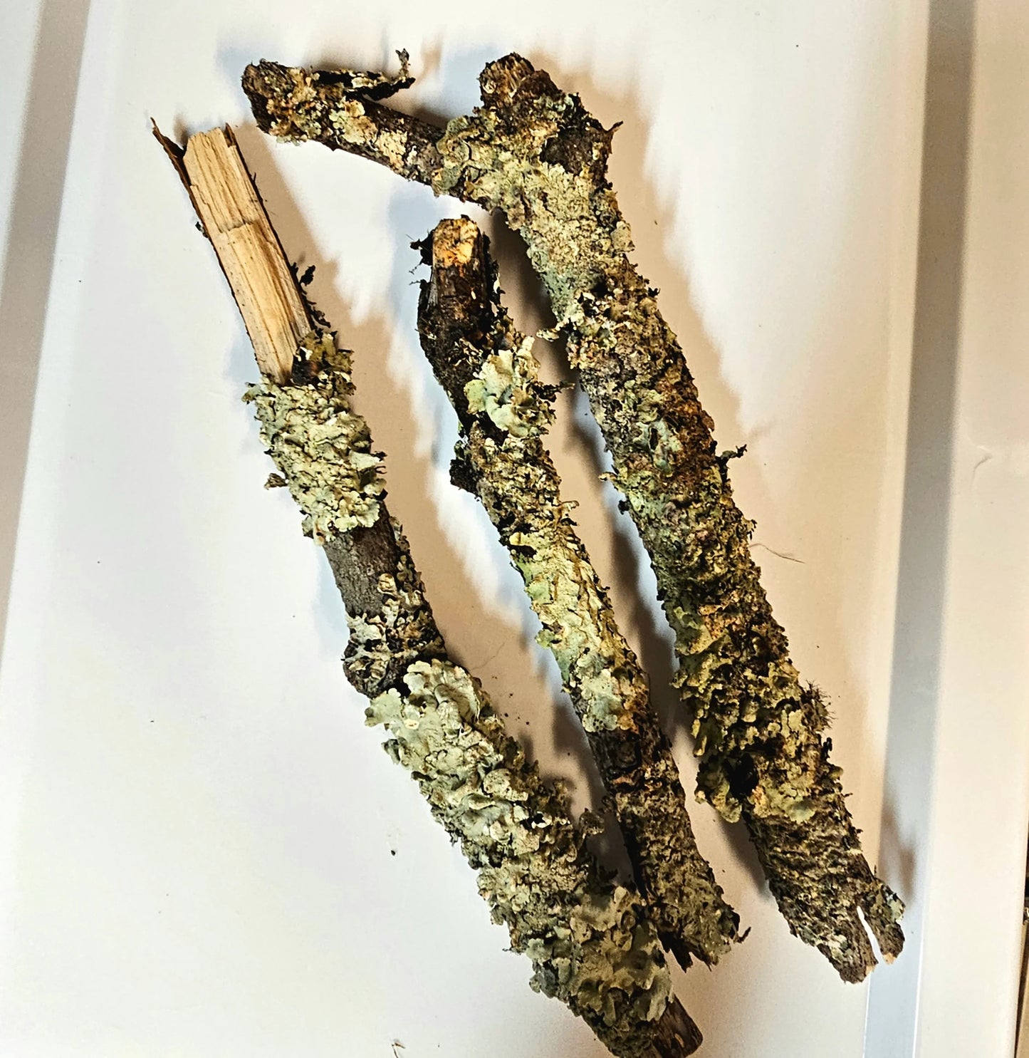Lichen Sticks - RedRayne Exotics