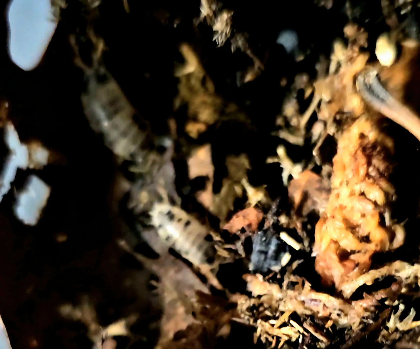 Porcellio Laevis Sp "Dairy Cow" - RedRayne Exotics