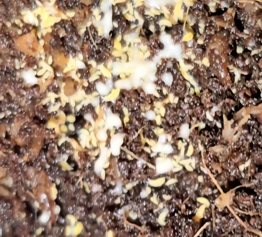 Yellow Springtails 100+ count - RedRayne Exotics