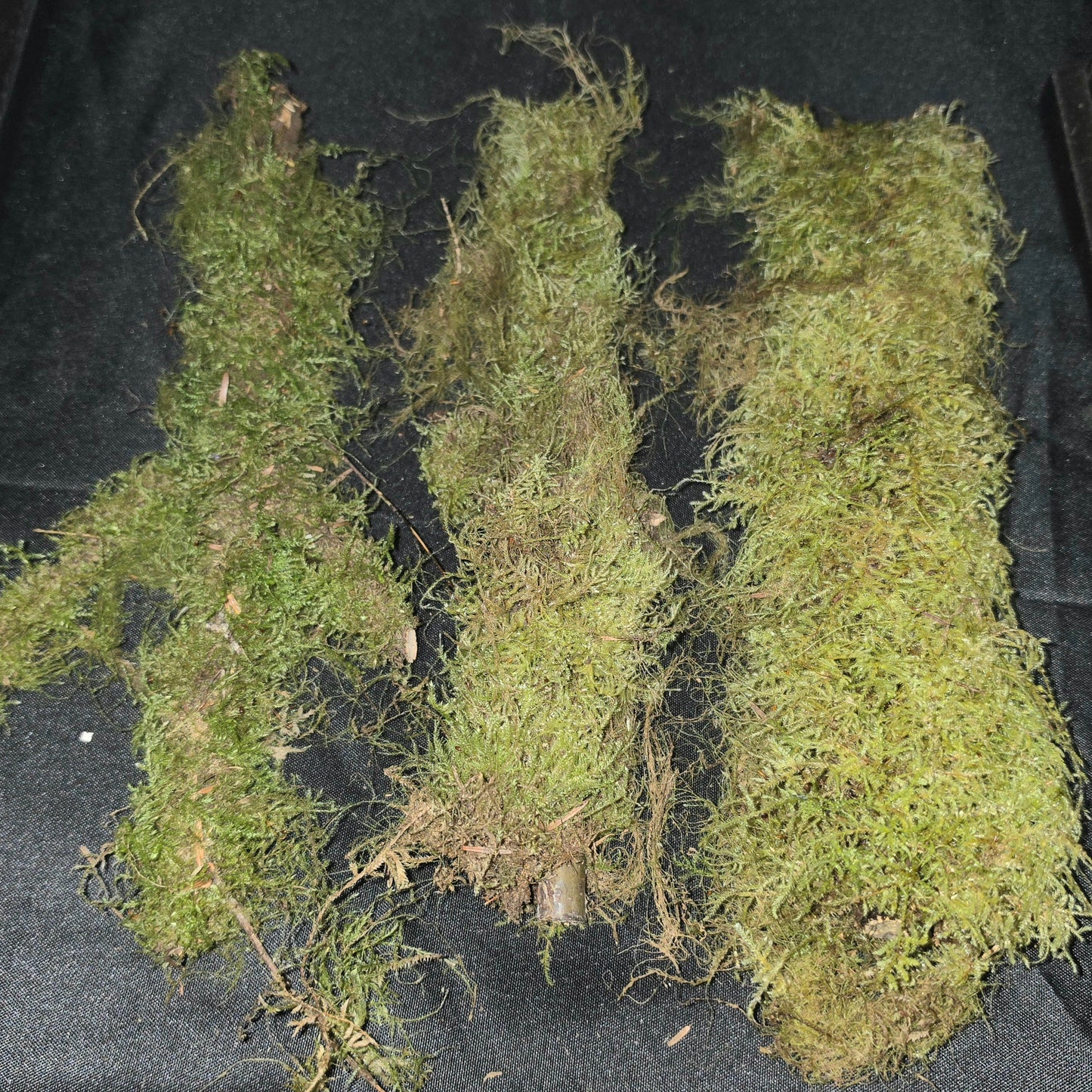 Mossy Sticks