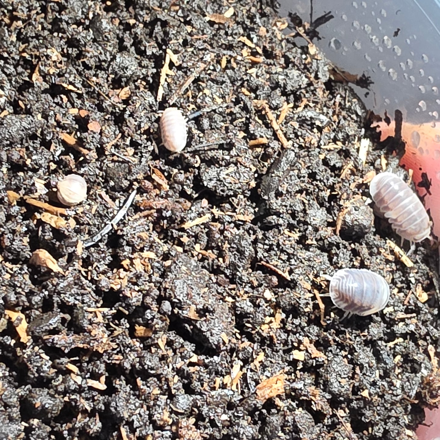10 Count Cubaris Sp Black Panda