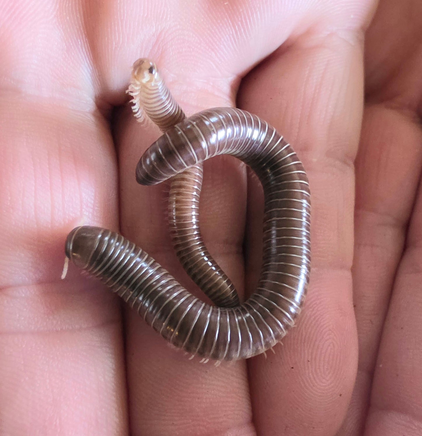 Rhinocricus Sp Millipedes