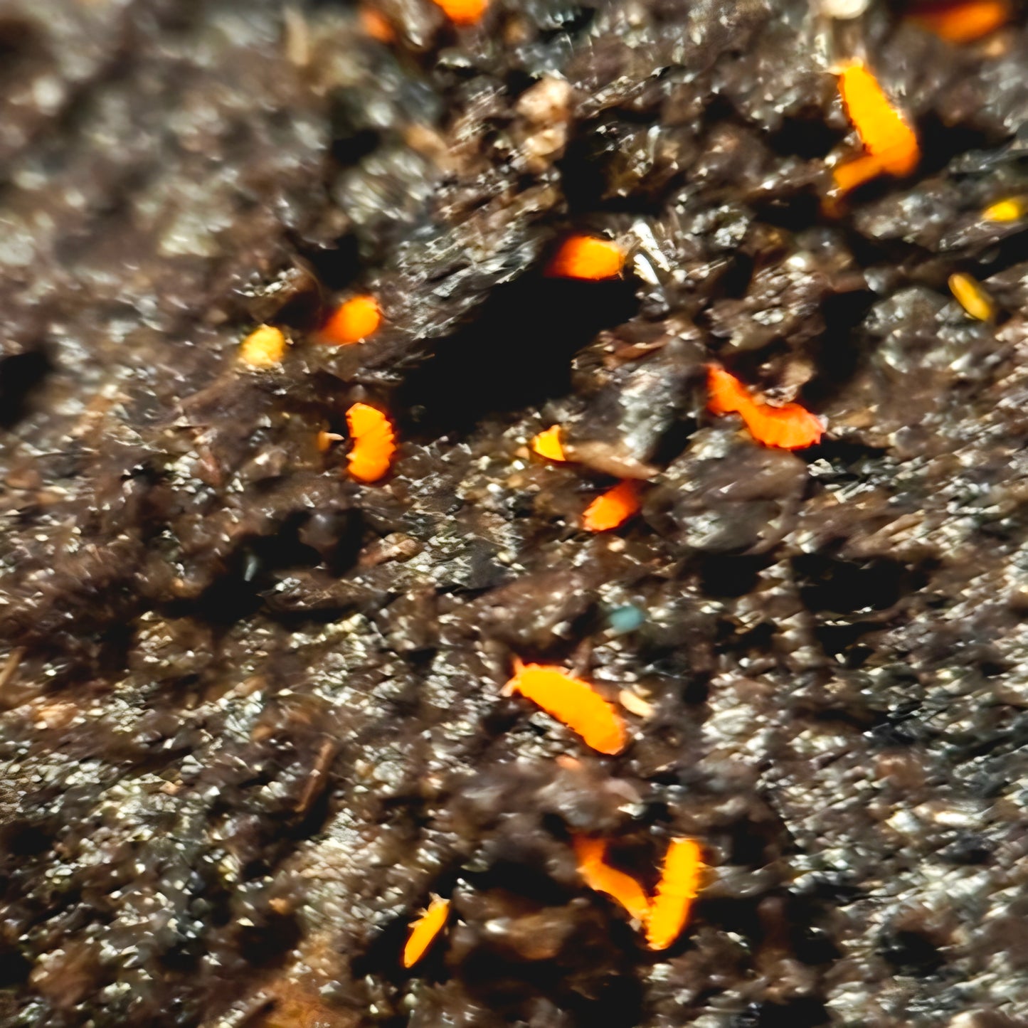 Orange Springtails