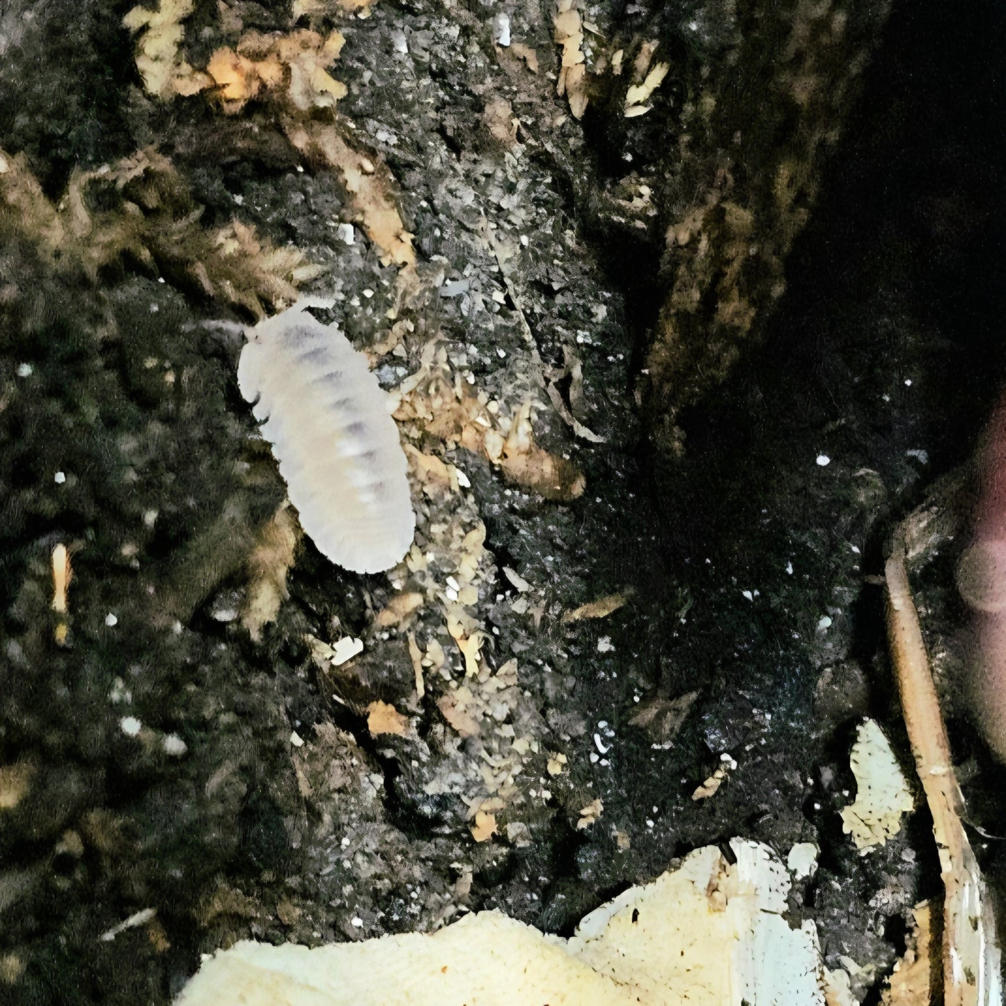 10 Count Cubaris Sp Sakura