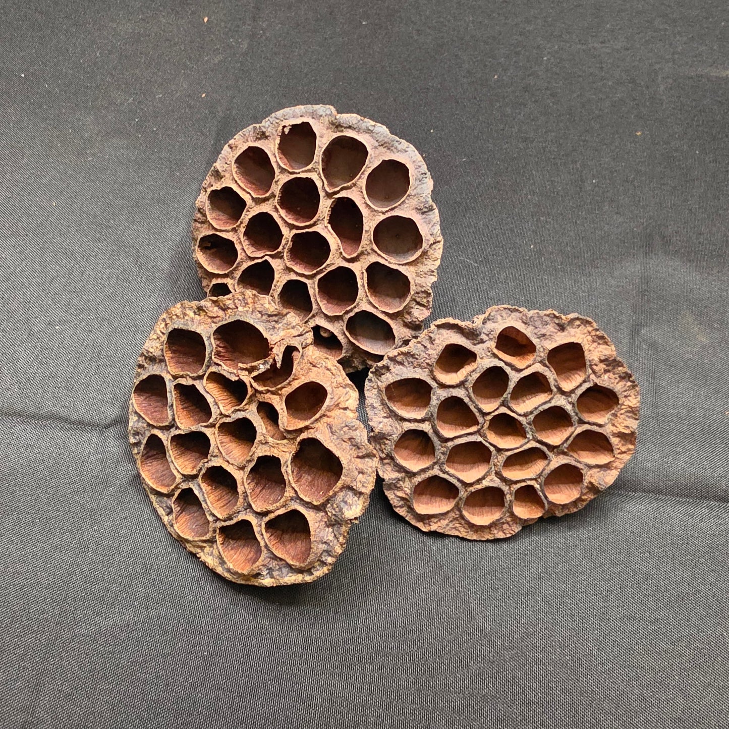 Lotus Seed Pods 3 pack