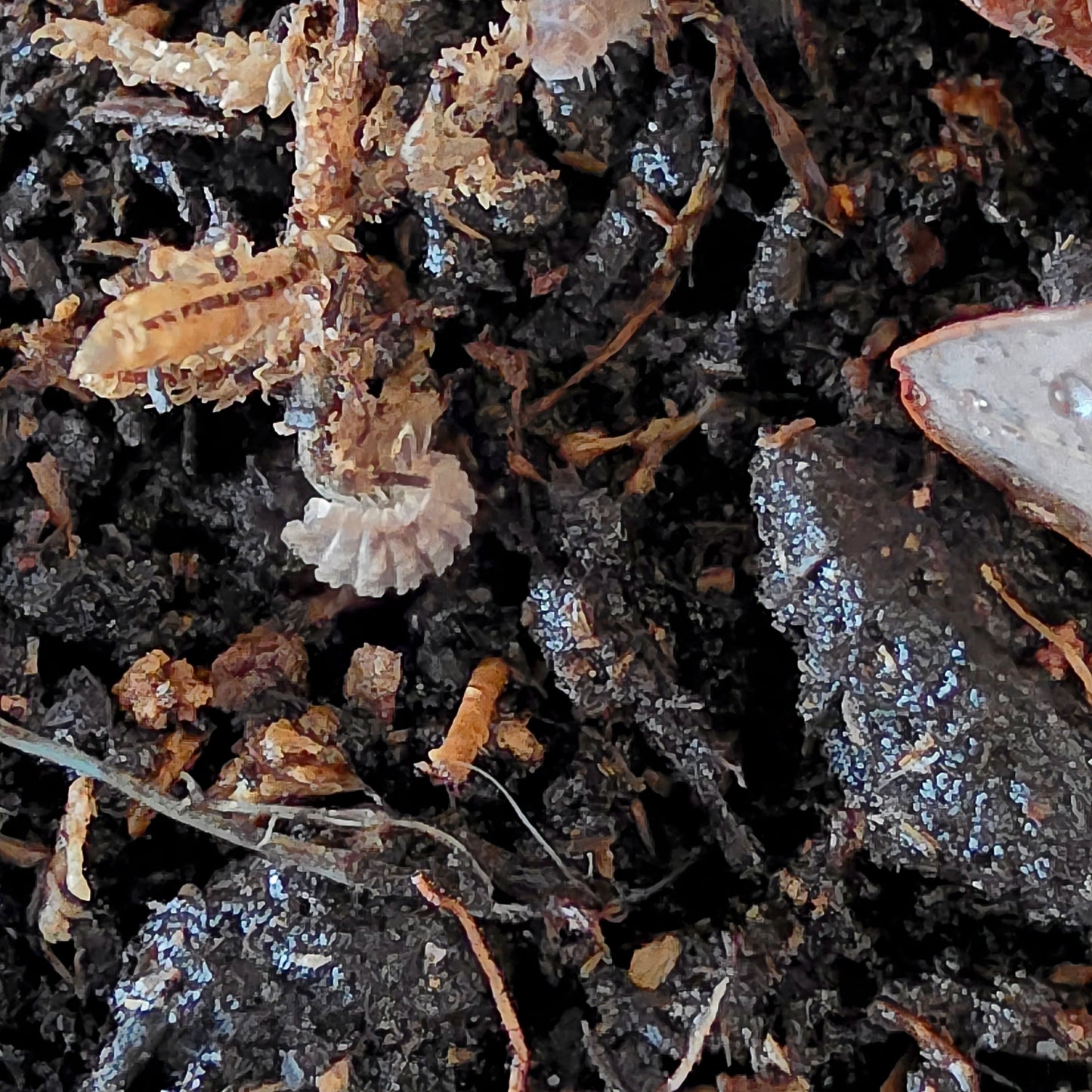 8 Count Reductoniscus Tuberculatus "Dwarf Gator"
