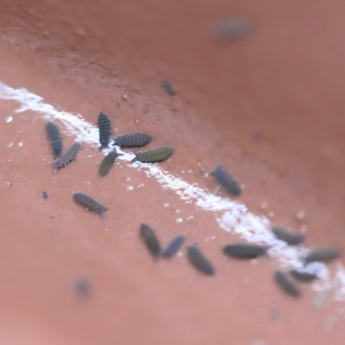 Ceratophysella Sp Lilac Springtail Culture