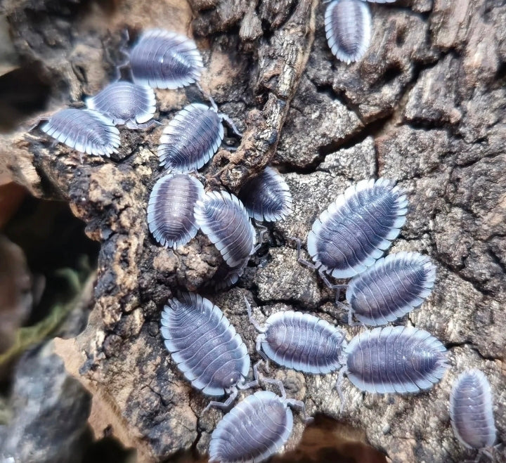 10 Count Porcellio Werneri "Greek Shield"