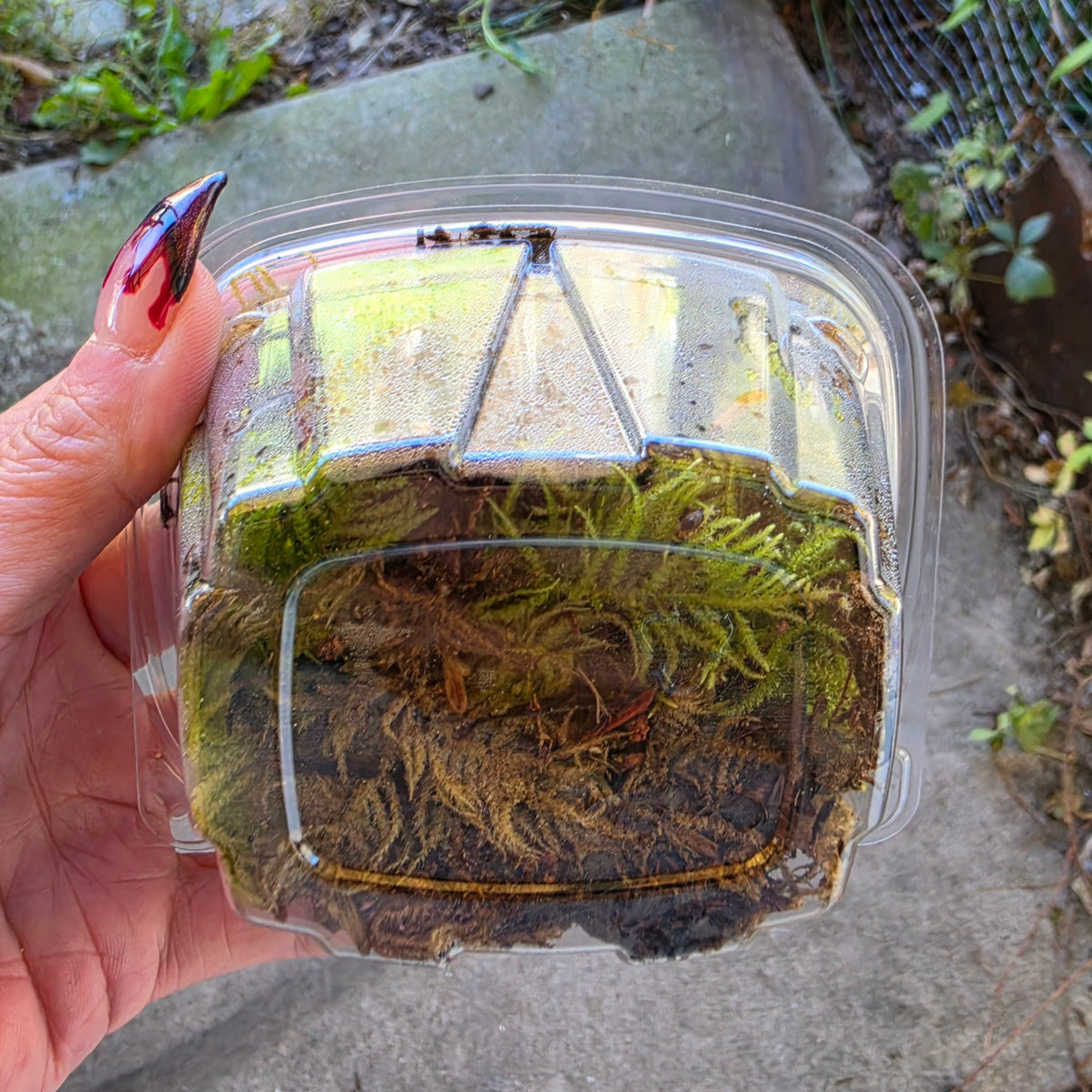 Feather Moss