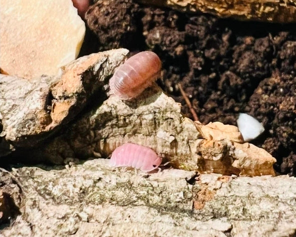Cubaris Sp Sakura 5 Count