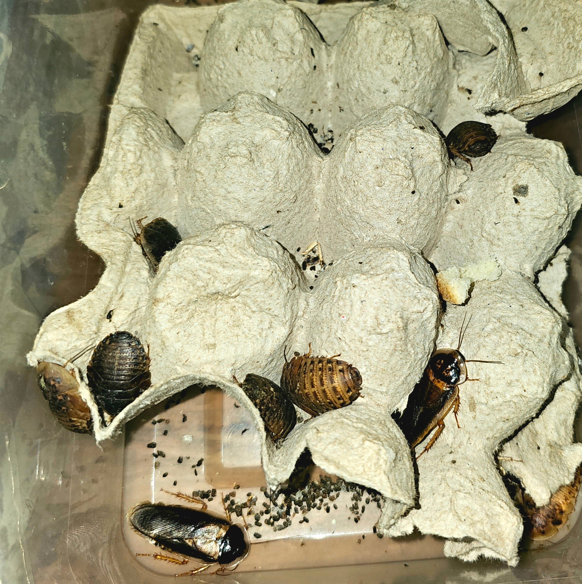 Other Invertebrates