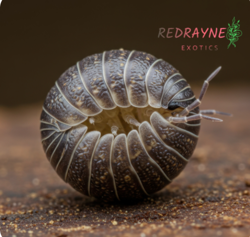 Isopods
