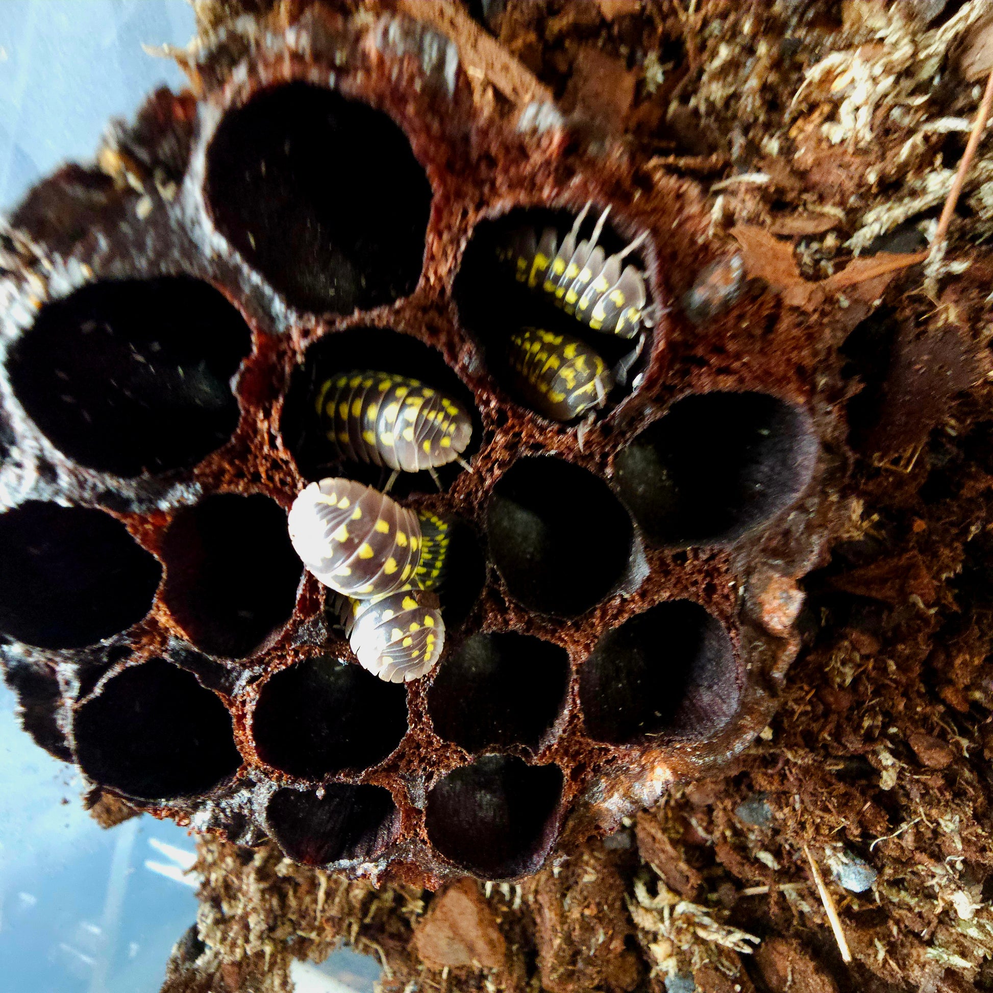 Armadillidium Gestroi 10 count