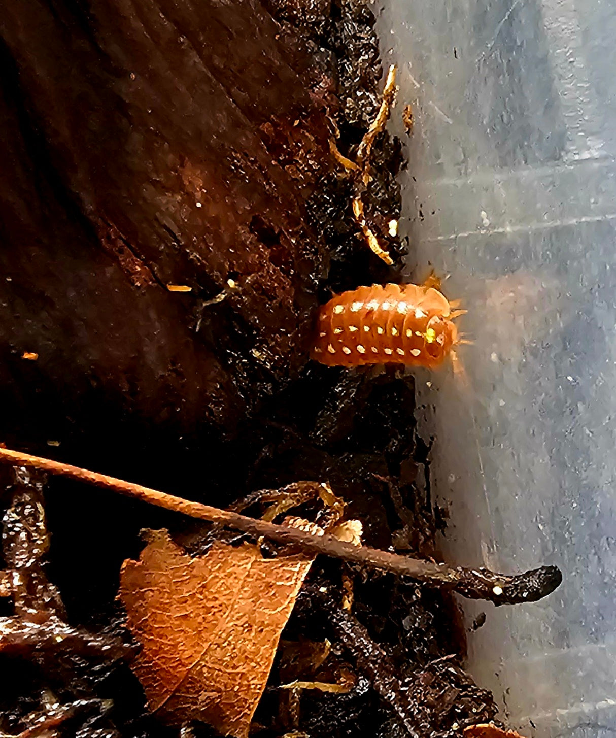 Armadillidium Klugii "Orange Clown" 10 count