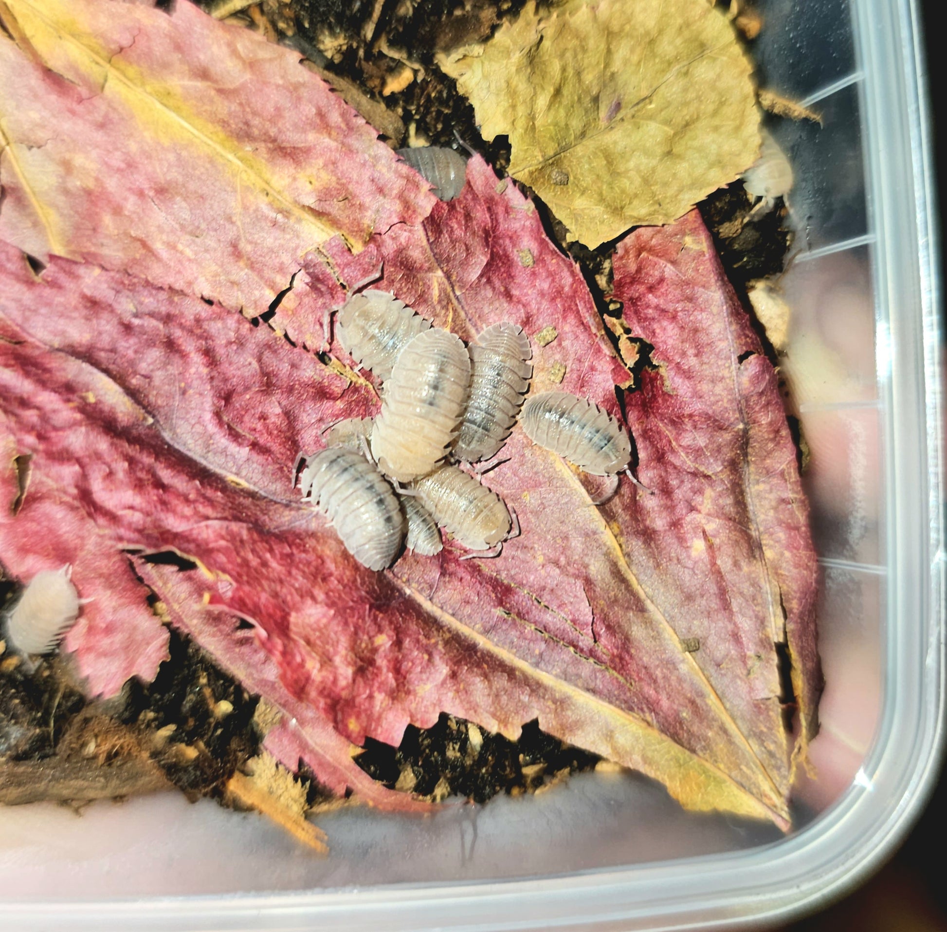 Armadillidium Scaberrimum "Sandstone" 10 Count