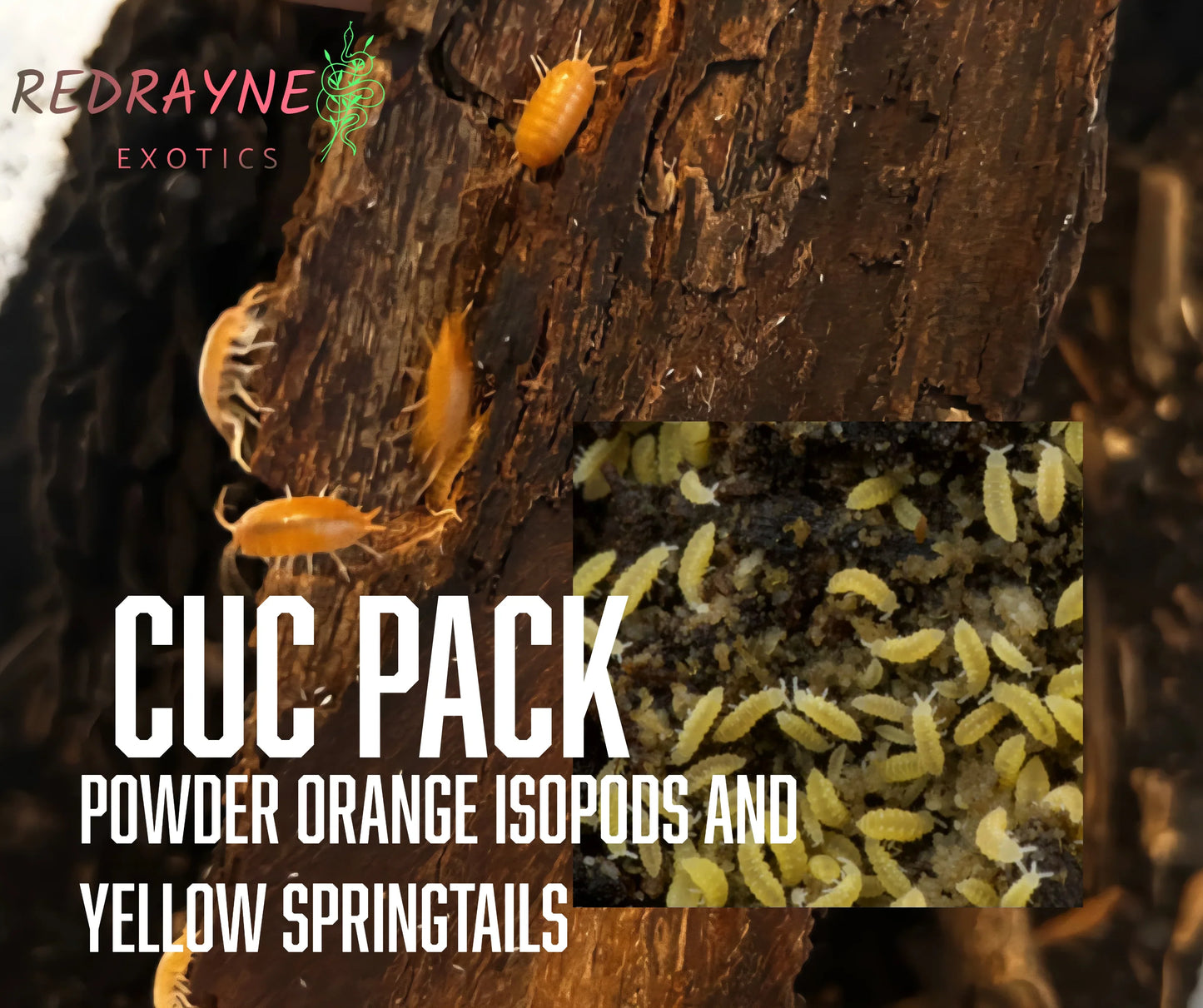 Cleanup Crew Pack - RedRayne Exotics 