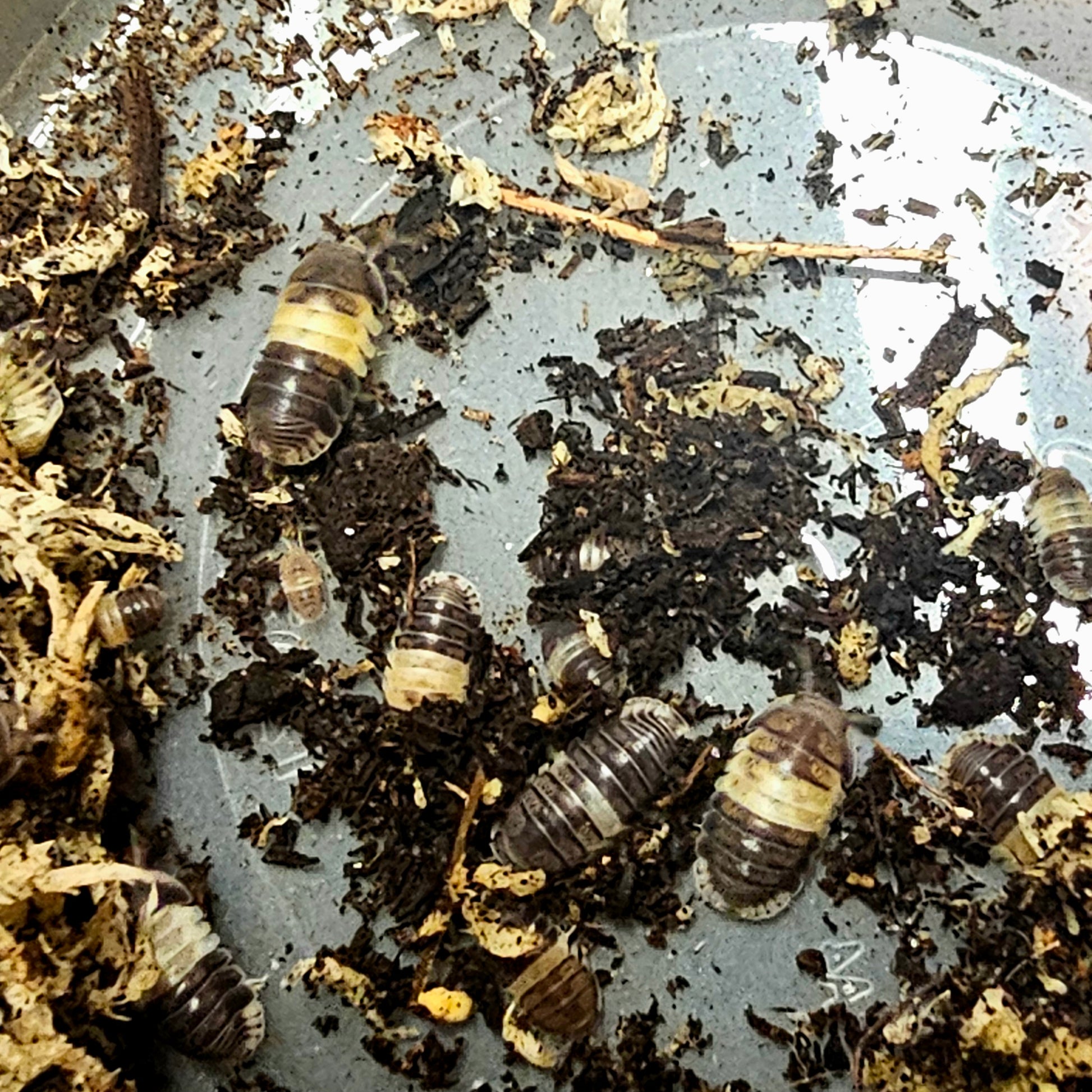 Cubaris Sp "Panda Kings" 10 Count