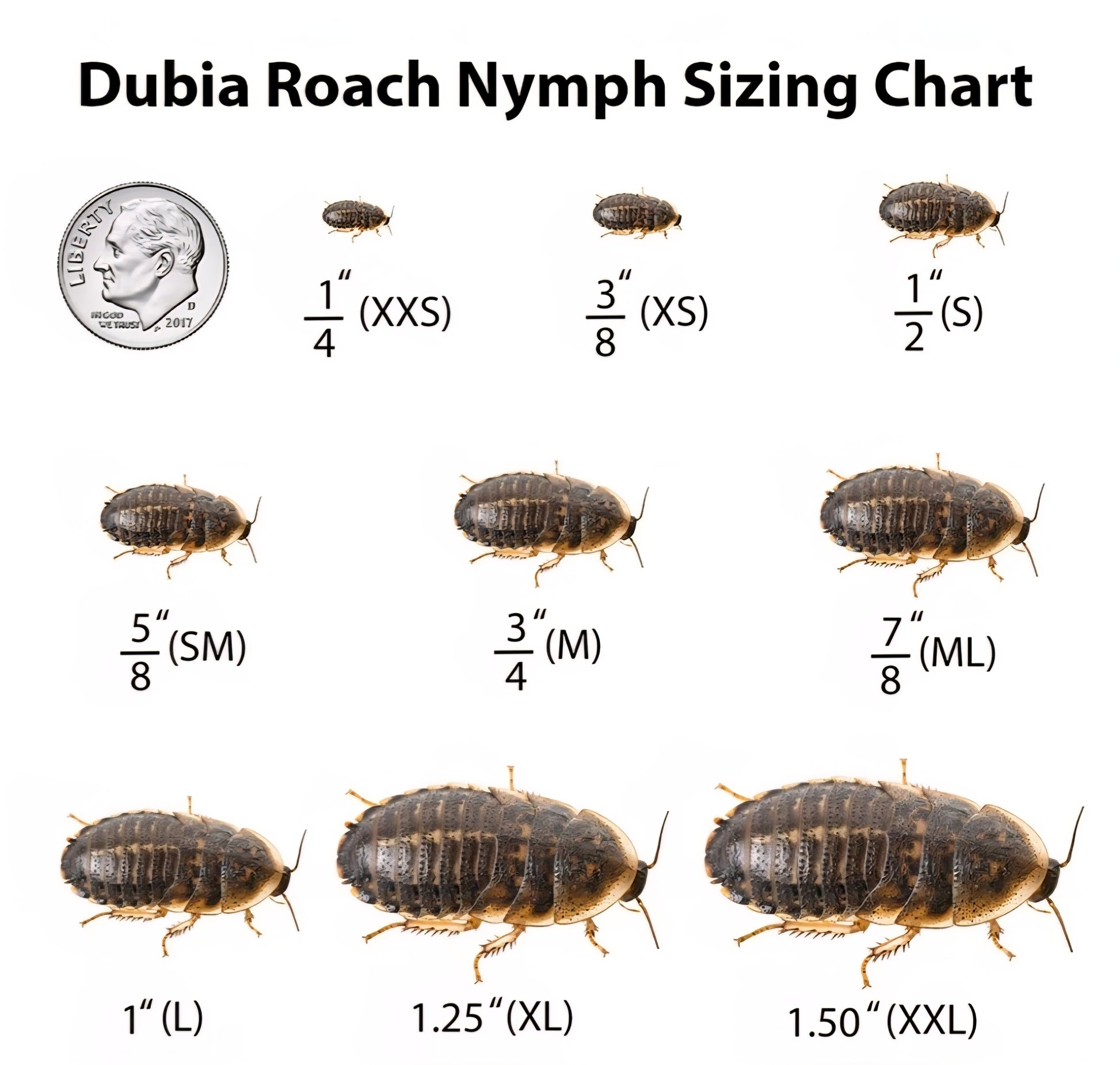 Medium-Large Dubia Roaches