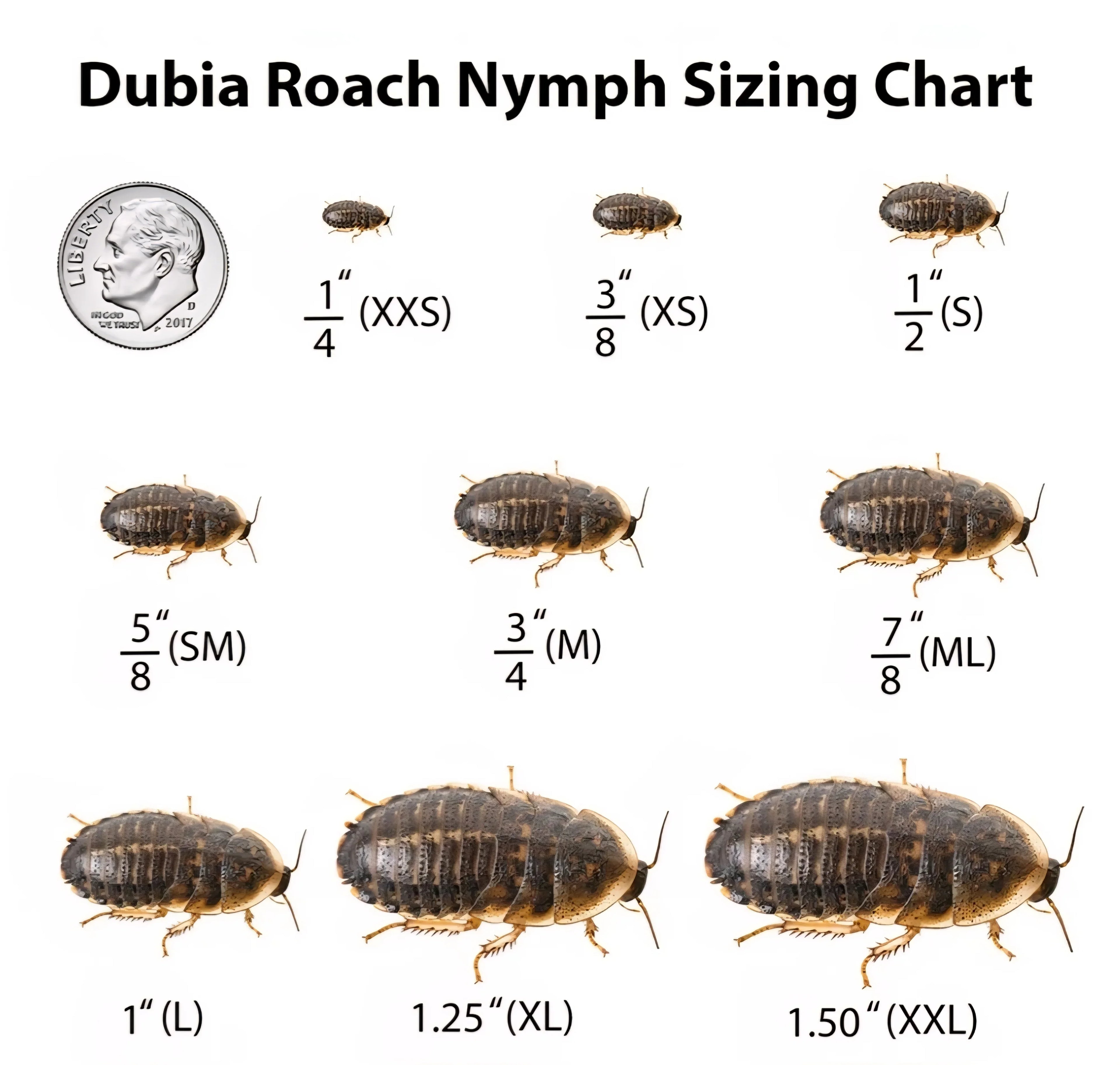Medium-Large Dubia Roaches - RedRayne Exotics 