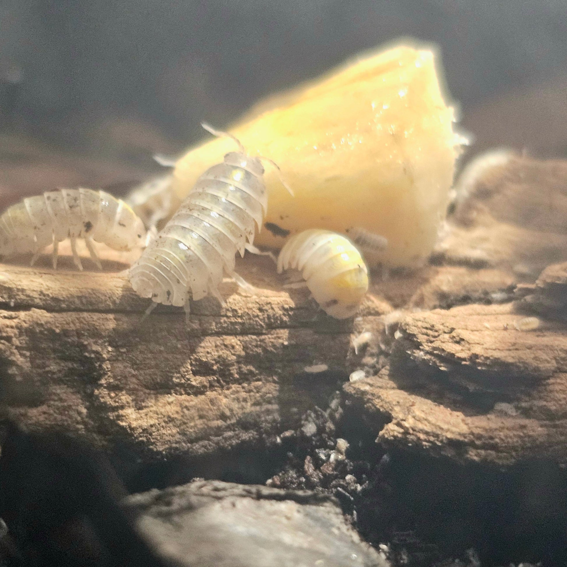 Armadillidium Vulgare "Magic Potion" (Japanese) 10 Count
