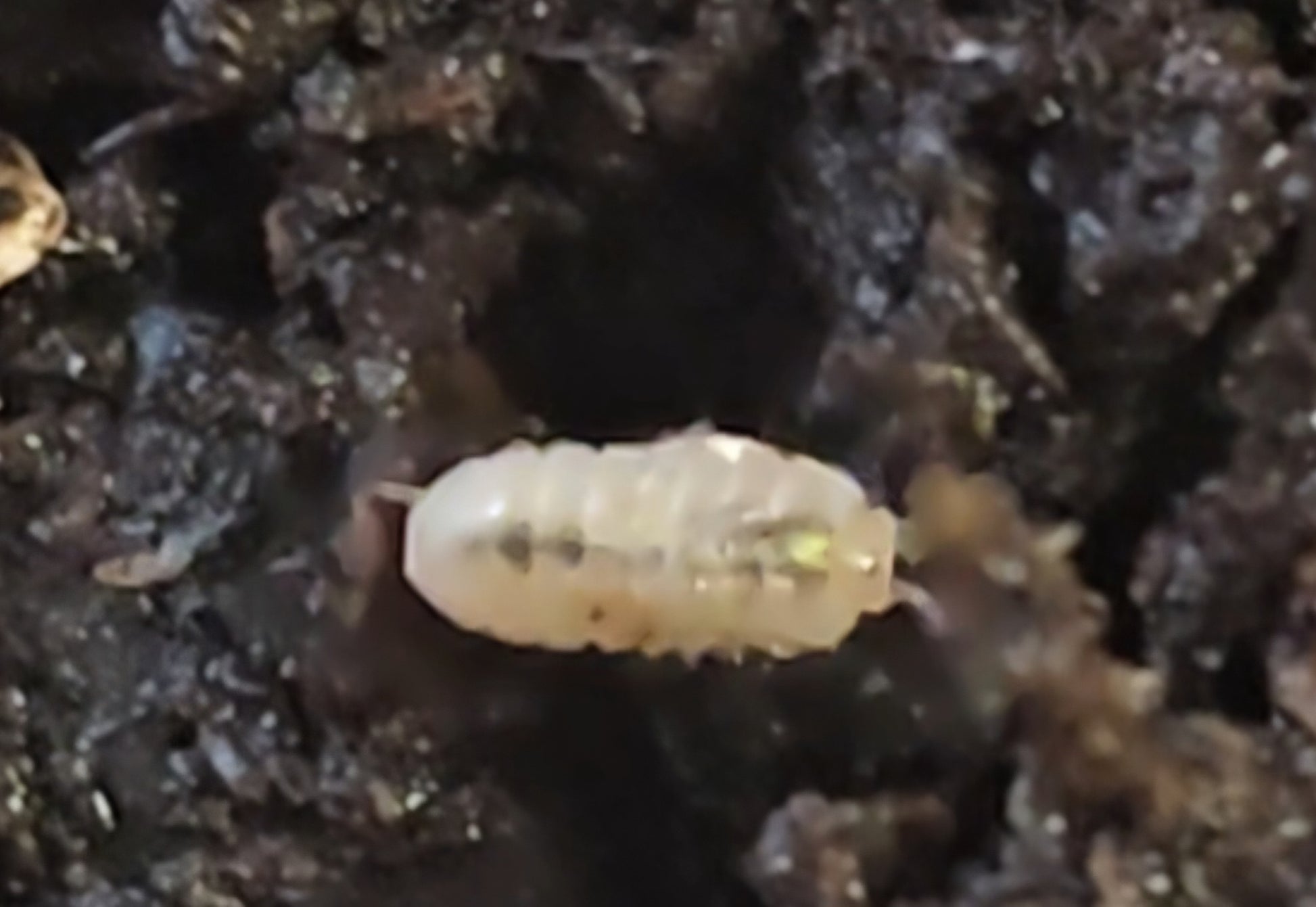 Armadillidium Vulgare "Magic Potion" (Japanese) 10 Count