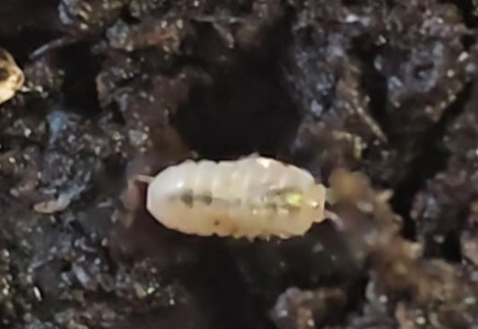 Armadillidium Vulgare "Magic Potion" (Japanese) - RedRayne Exotics 