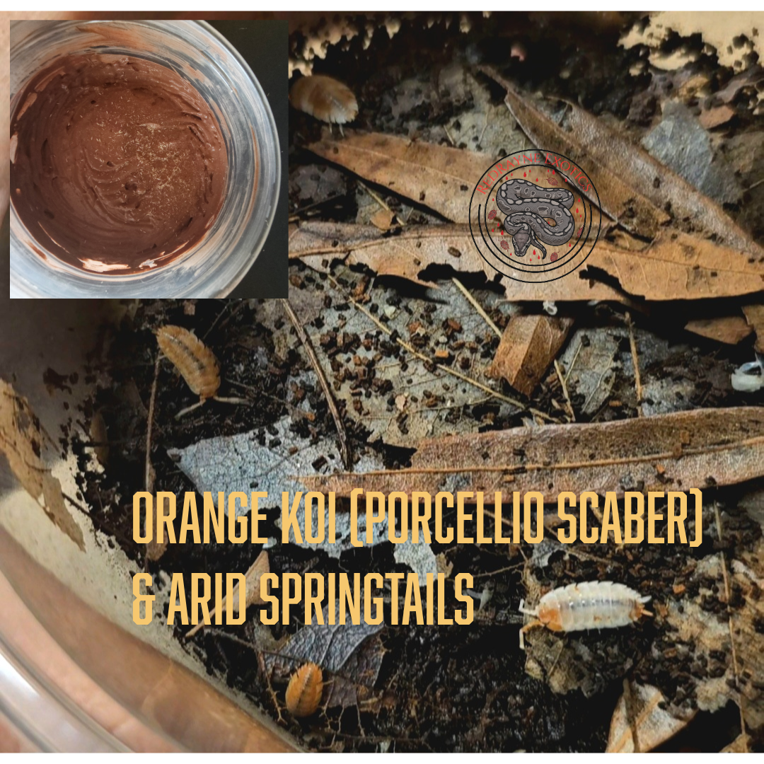 Arid/Semi-arid CUC - Orange Koi & Arid Springtails