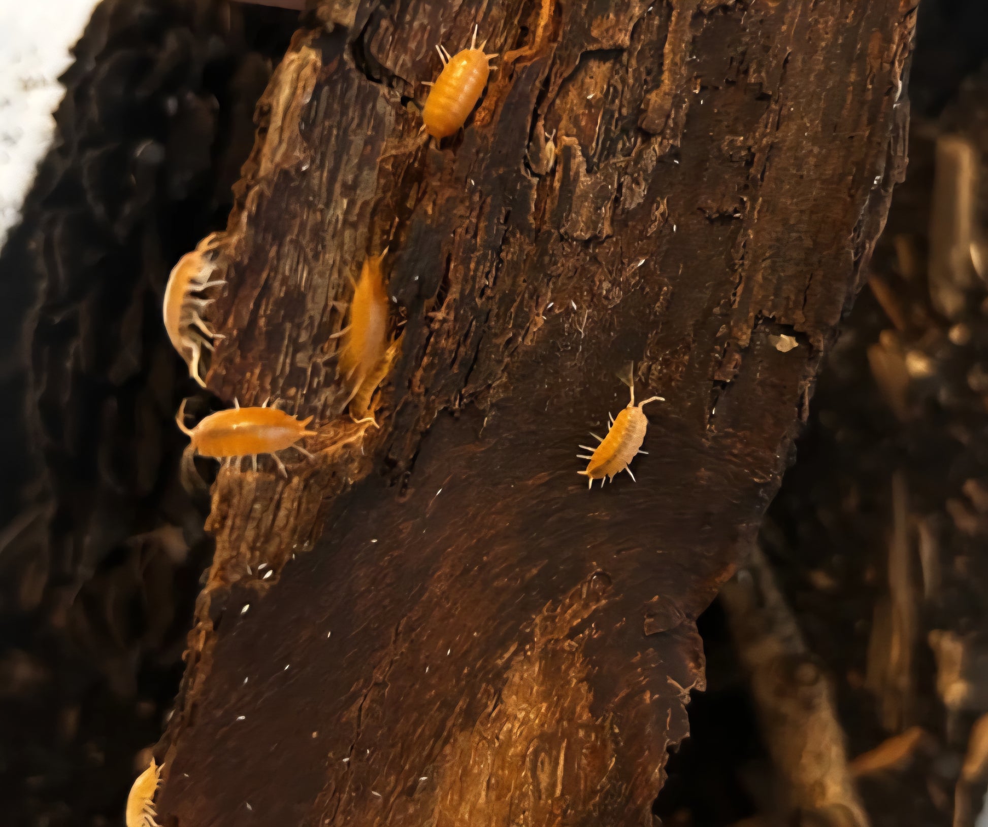 Porcellionides Pruinosus "Powder Orange" 10 Count