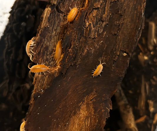 Porcellionides Pruinosus "Powder Orange" - RedRayne Exotics 