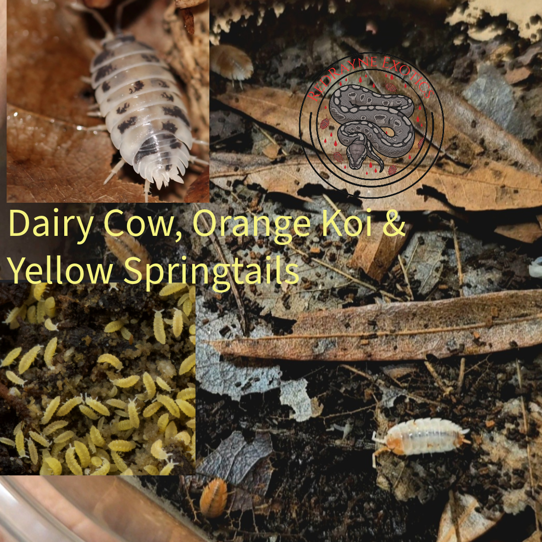 *Bundle* Dairy Cow, Orange Koi & Yellow Springtails