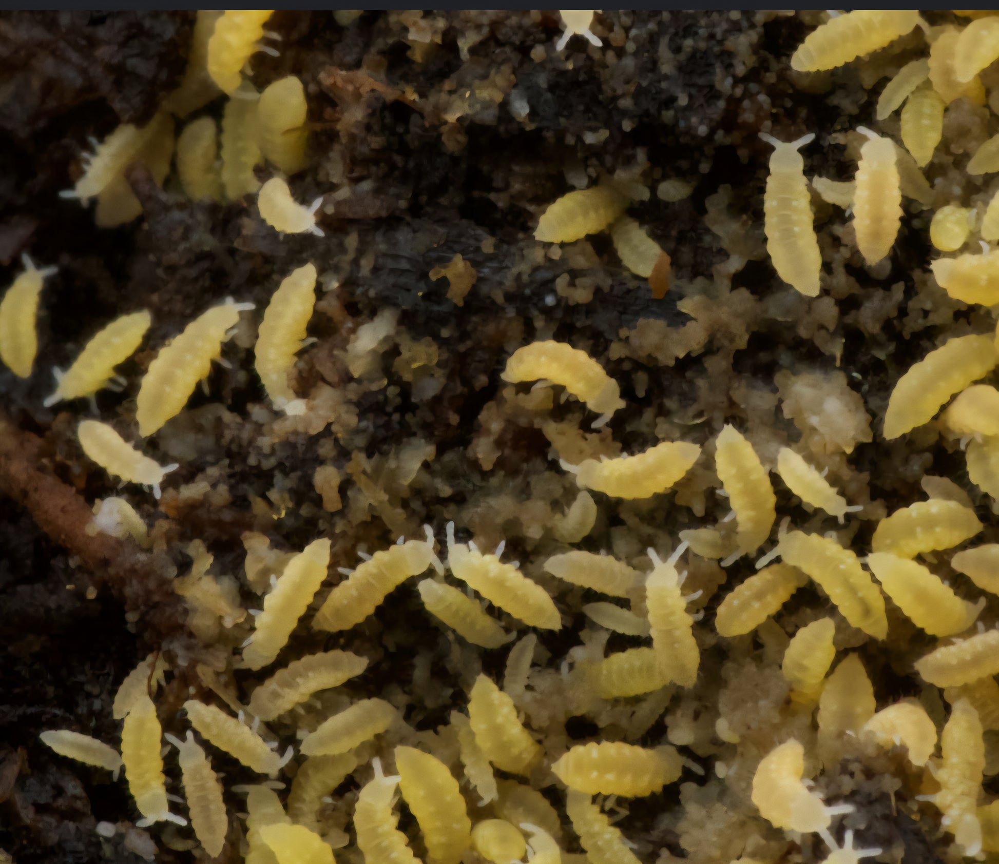 Yellow Springtails 100+ count