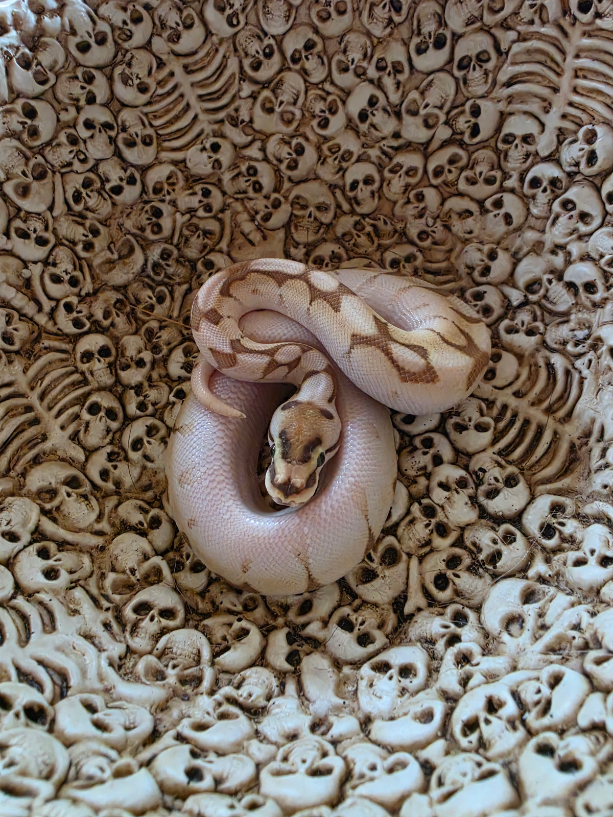 OD Lesser Enchi Spider