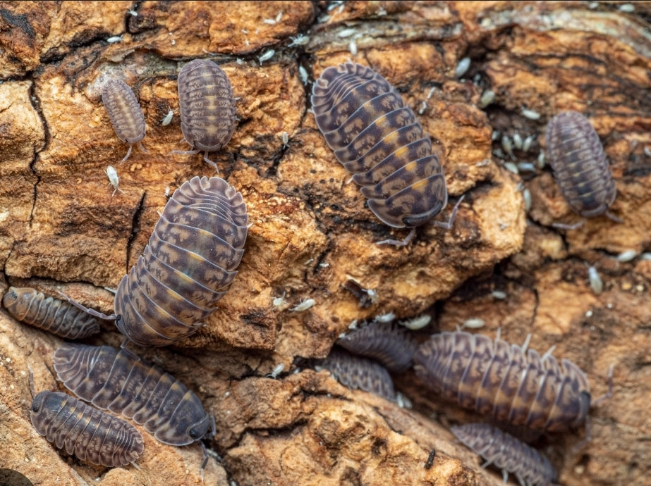 Cubaris Sp "Platin Tung Song" 5 Count