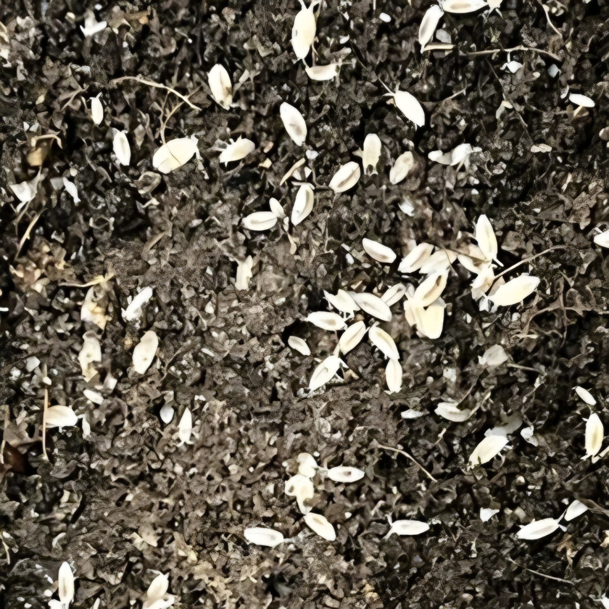 Dwarf White Isopods
