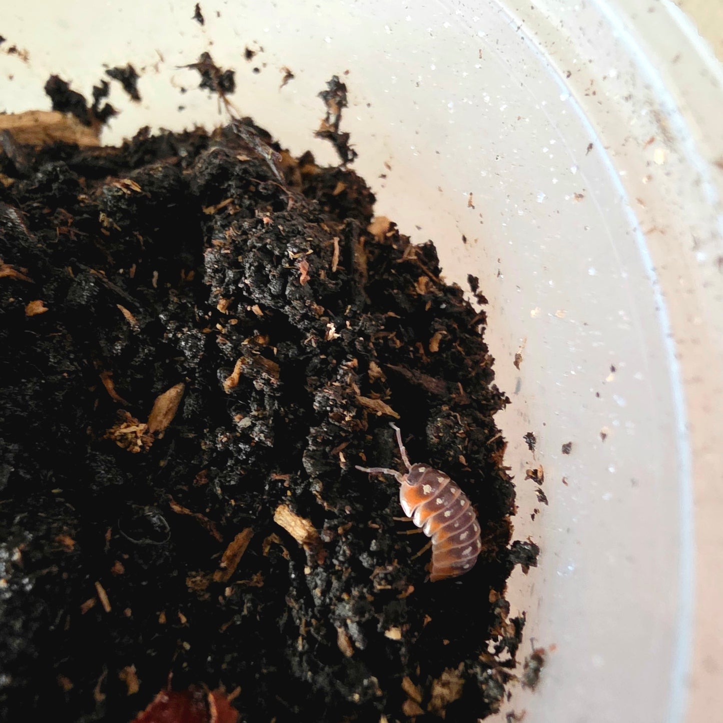 10 Count Armadillidium Klugii Montenegro Clown