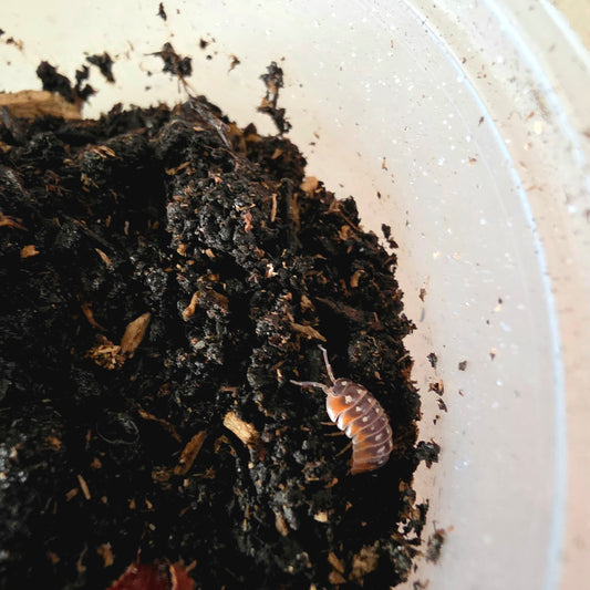 10 Count Armadillidium Klugii Montenegro Clown