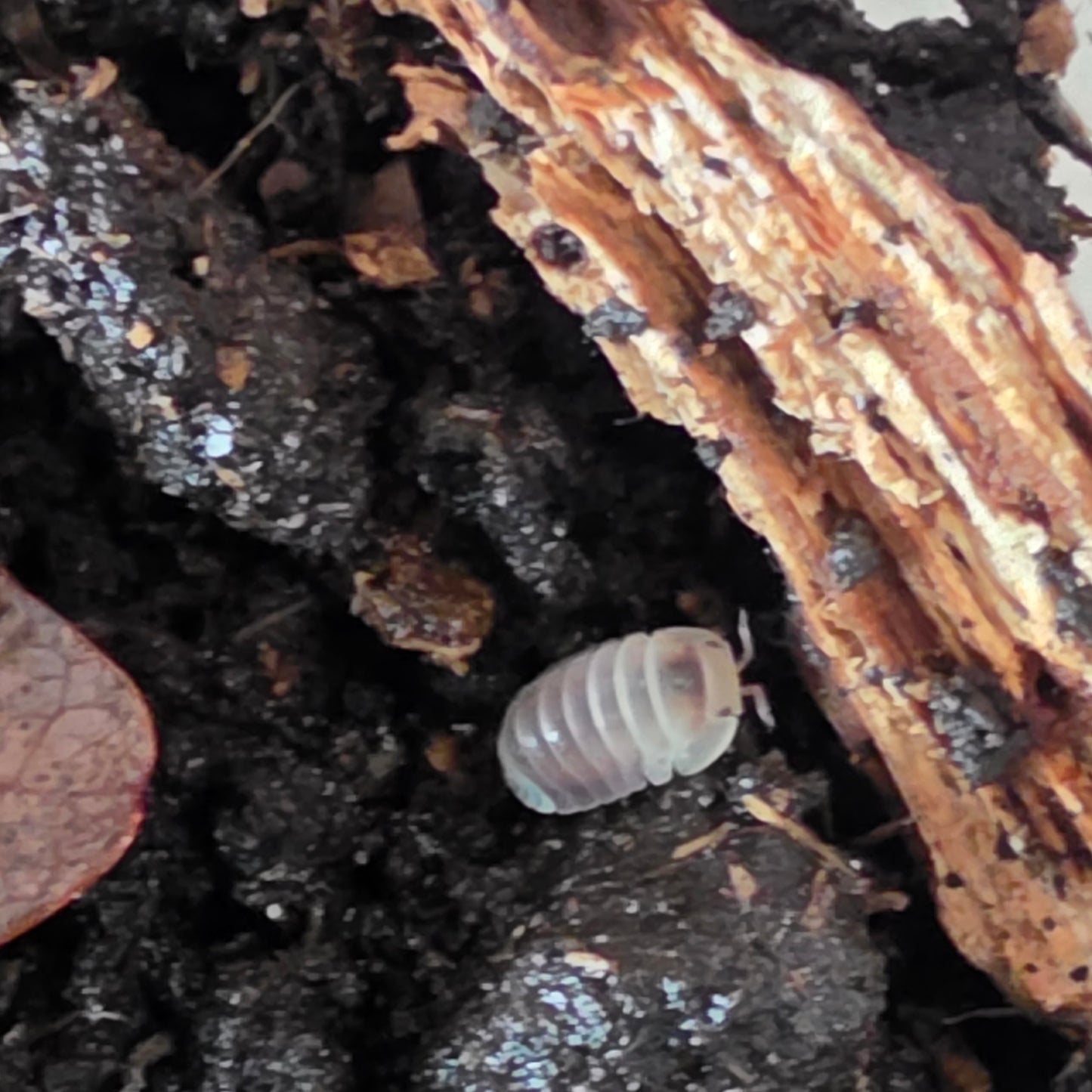 6 Count Cubaris Sp Snow Bee
