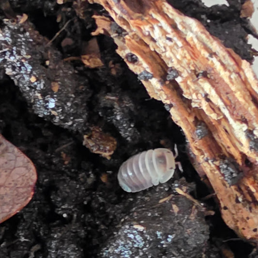 6 Count Cubaris Sp Snow Bee