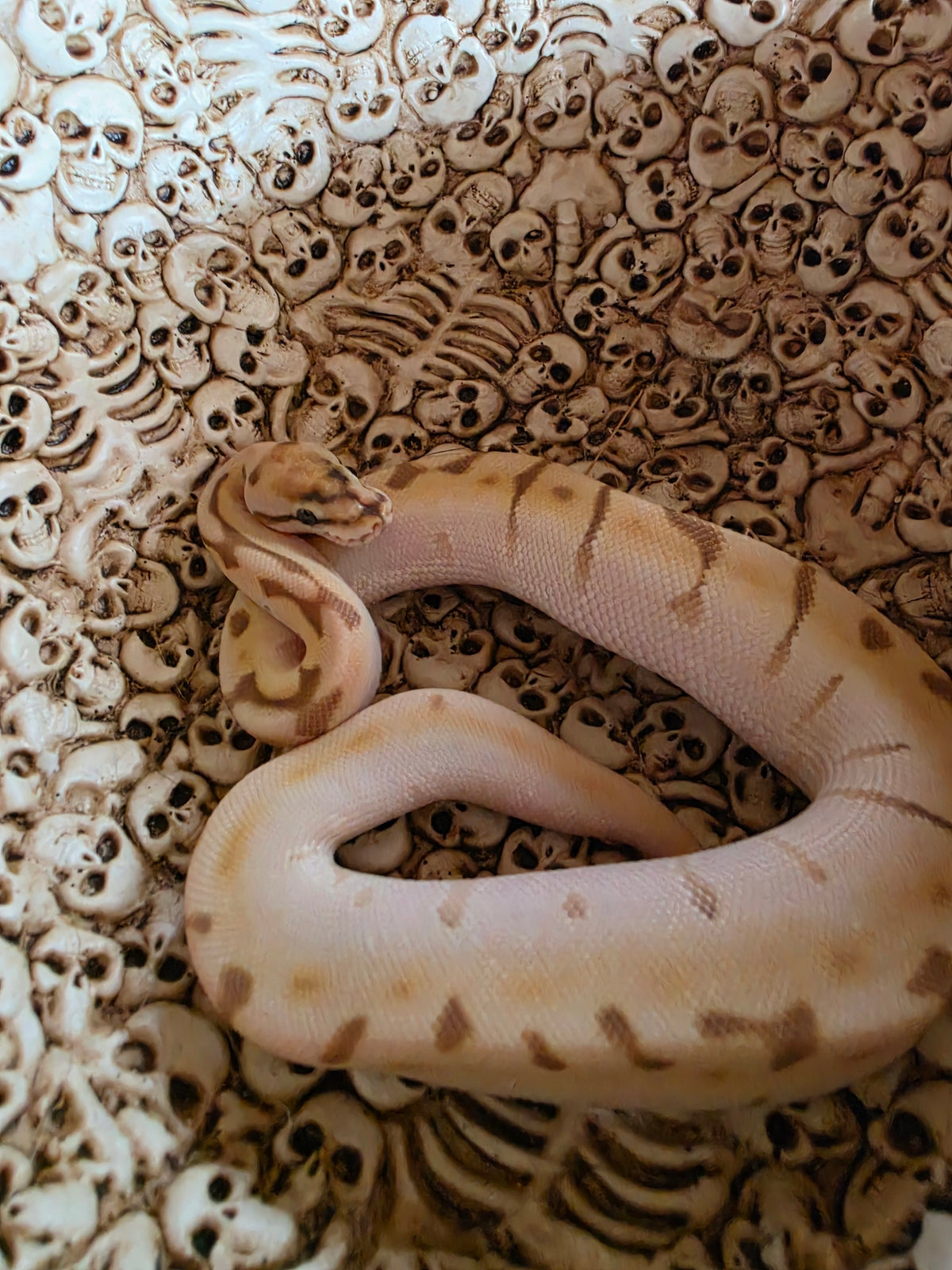 OD Lesser Enchi Spider