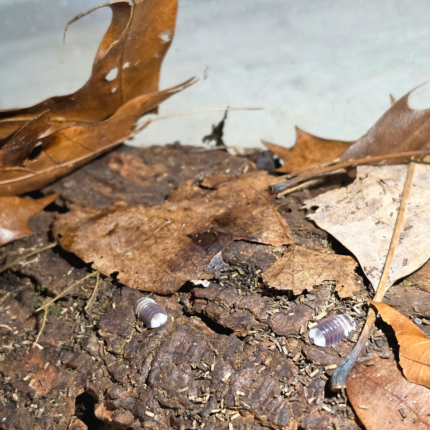 6 Count Cubaris Sp Snow Bee