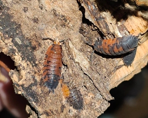 10 Count Porcellio Scaber "Lava"