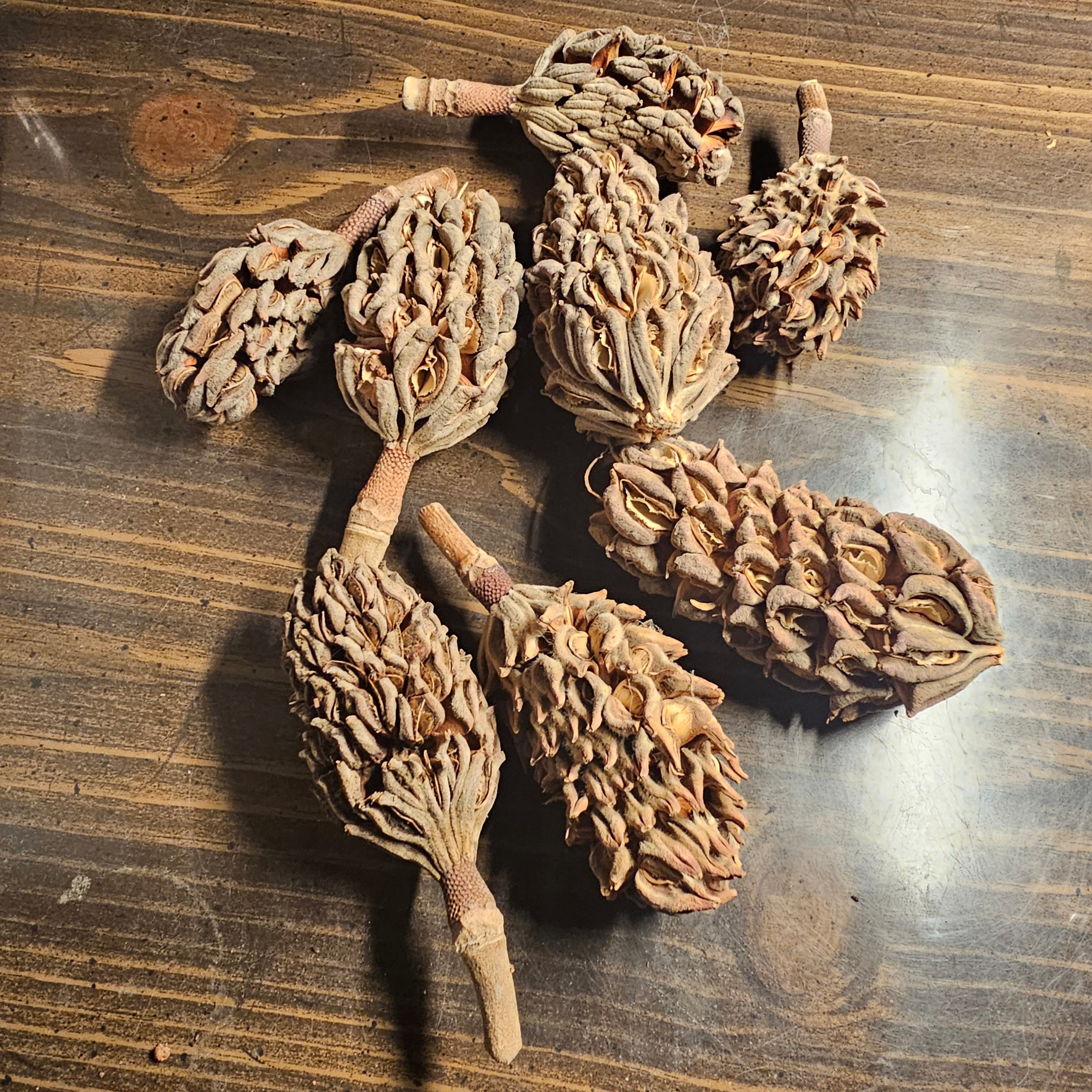 Magnolia Seed Pods