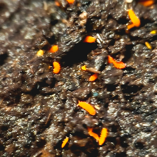 Orange Springtails