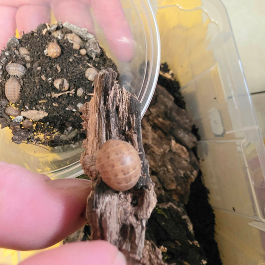 10 Count Helleria Brevicornis
