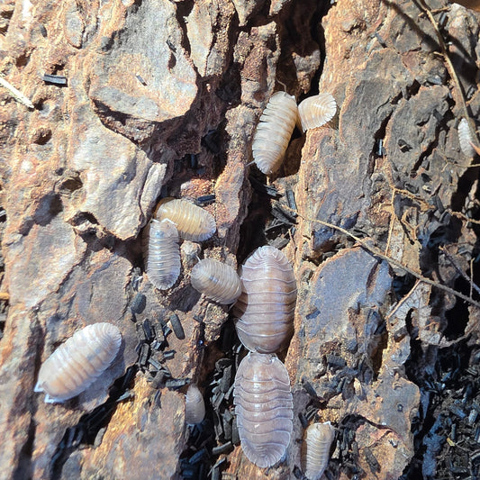 10 Count Troglodillo Soil