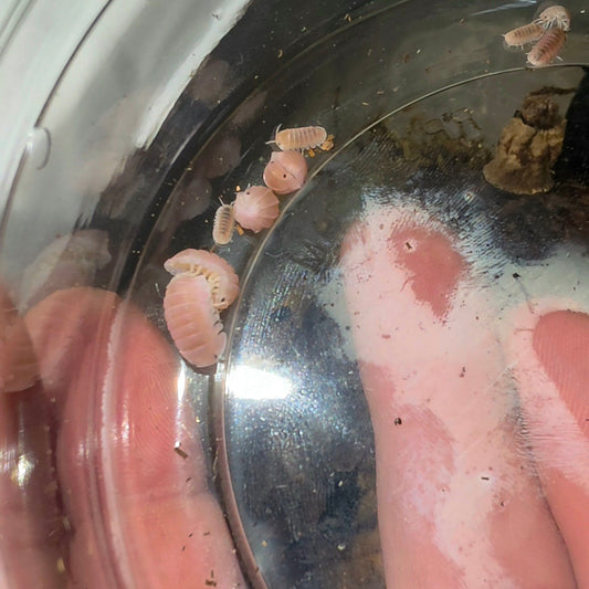 6 Count Cubaris Sp Cherry Blossom