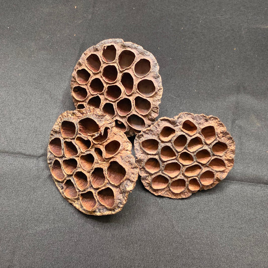 Lotus Seed Pods 3 pack