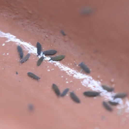 Ceratophysella Sp Lilac Springtail Culture