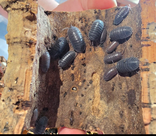 10 Count Croation Giants